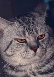 islik