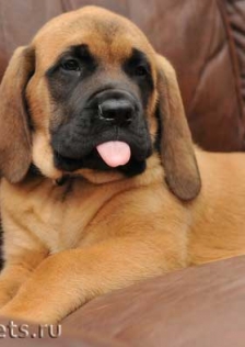 MASTIFF